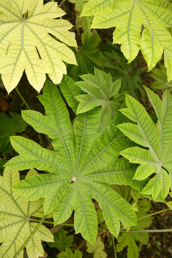 Le papirifera d'aralia laisse à des groupes l'Araliaceae de C photos libres de droits Le papirifera d'aralia laisse à des groupes l'Araliaceae de C photos libres de droits