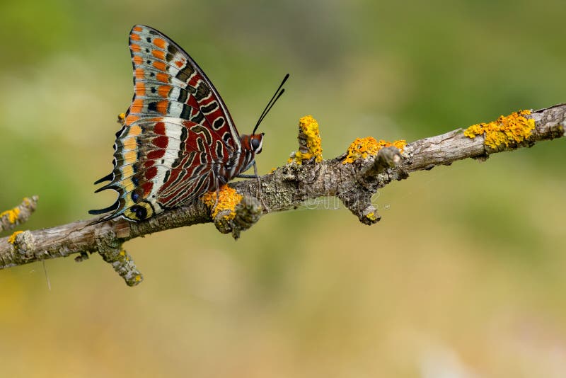 Le pasha à deux queues ou le jasius rusé de charaxes de papillon d'empereur photographie stock libre de droits Le pasha à deux queues ou le jasius rusé de charaxes de papillon d'empereur photographie stock libre de droits