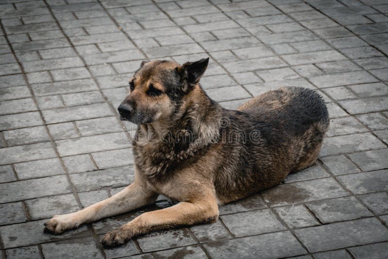 Le pauvre chien humide s'étendant dans le plancher photos libres de droits Le pauvre chien humide s'étendant dans le plancher photos libres de droits