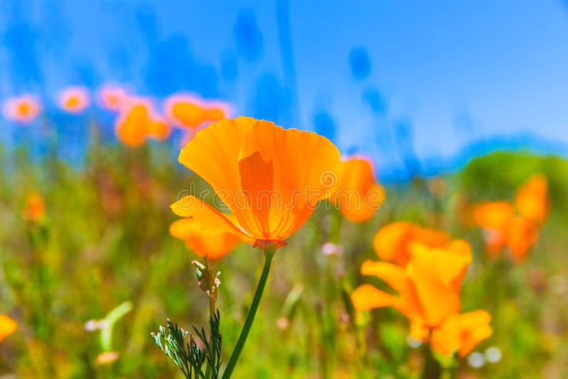 Le pavot de pavots fleurit dans l'orange aux gisements de ressort de la Californie photo stock Le pavot de pavots fleurit dans l'orange aux gisements de ressort de la Californie photo stock