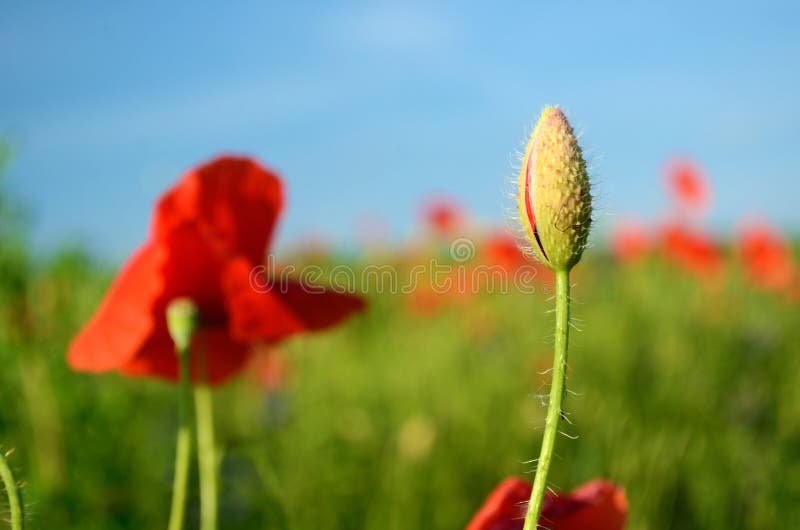 Le paysage avec du charme avec des pavots dans le jour ensoleillé contre le ciel photos stock Le paysage avec du charme avec des pavots dans le jour ensoleillé contre le ciel photos stock