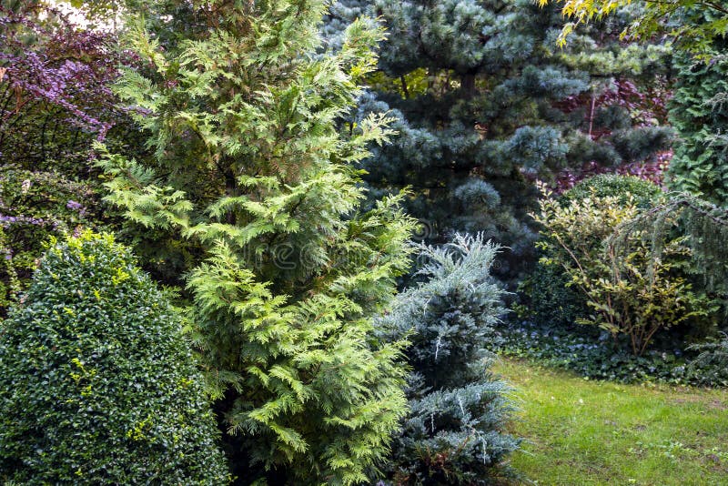 Le paysage tranquille d'un jardin à feuilles persistantes : sempervirens de Buxus de buis photo libre de droits Le paysage tranquille d'un jardin à feuilles persistantes : sempervirens de Buxus de buis photo libre de droits