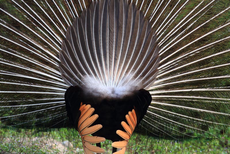 Le Peafowl vert est puissant montrent images libres de droits Le Peafowl vert est puissant montrent images libres de droits