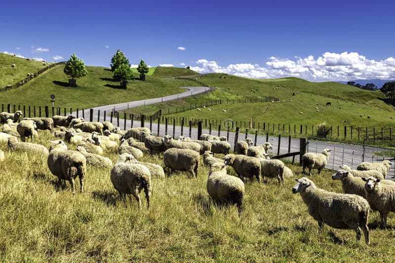 Le pecore della Nuova Zelanda si affollano il pascolo nella collina verde bella fotografie stock Le pecore della Nuova Zelanda si affollano il pascolo nella collina verde bella fotografie stock