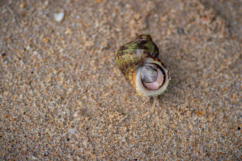 Le pelli di periwinkle all'interno della sua conchiglia presentano una conchiglia spessa e pungente di ovazione e contengono torri fotografia stock