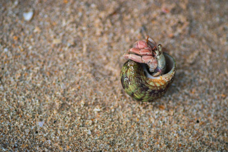Le pelli di periwinkle all'interno della sua conchiglia presentano una conchiglia spessa e pungente di ovazione e contengono torri fotografia stock libera da diritti