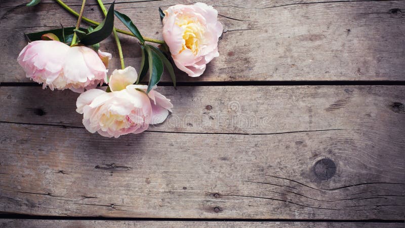 Le peonie rosa fresche fiorisce su fondo di legno invecchiato Disposizione piana fotografia stock libera da diritti Le peonie rosa fresche fiorisce su fondo di legno invecchiato Disposizione piana fotografia stock libera da diritti