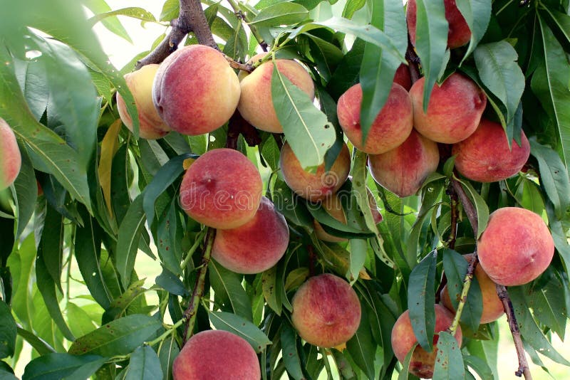 Le pesche appendono maturo sull'albero fotografia stock Le pesche appendono maturo sull'albero fotografia stock