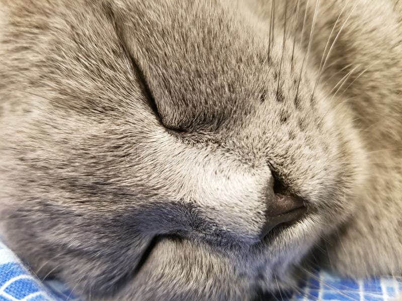 Le petit chaton britannique gris dort en gros plan plan rapproché de chat de museau Sommeil mignon de minou images stock Le petit chaton britannique gris dort en gros plan plan rapproché de chat de museau Sommeil mignon de minou images stock