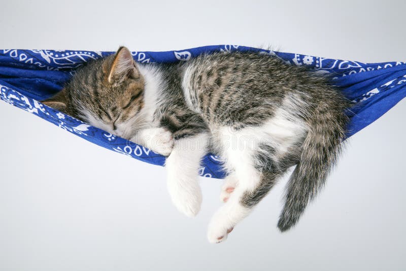 Le petit chaton dort sur une couverture de lit images stock Le petit chaton dort sur une couverture de lit images stock