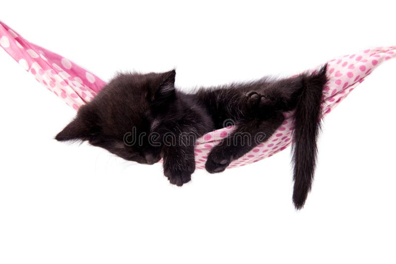 Le petit chaton dort sur une couverture de lit image libre de droits Le petit chaton dort sur une couverture de lit image libre de droits