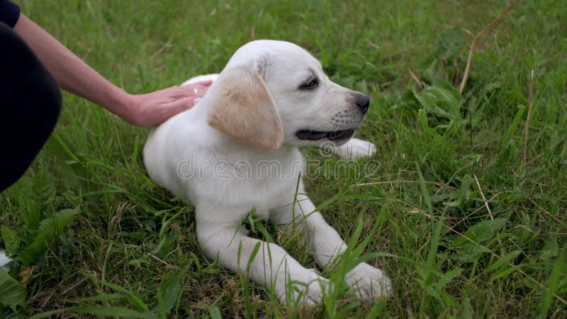 Le petit chiot blanc Labrador marche sur le parc