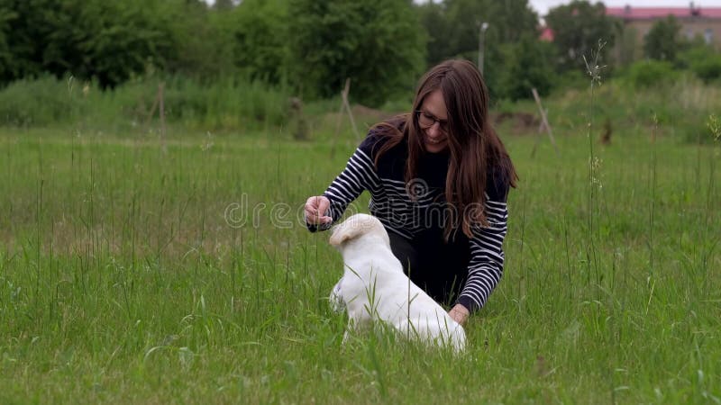 Le petit chiot blanc Labrador marche sur le parc