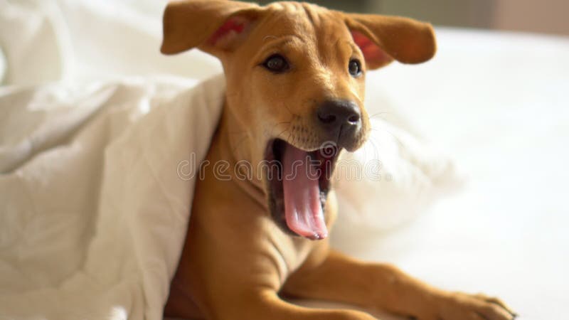 Le petit chiot brun se trouve sur un lit blanc Le petit chiot s'est réveillé récemment et des regards dans l'appareil-photo Les b banque de vidéos