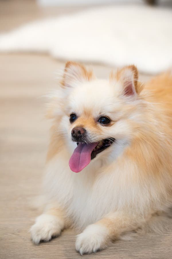 Excited golden Pomeranian male puppy dog sitting on the floor as commanded. White and cream gradient coloring. Excited golden Pomeranian male puppy dog sitting on the floor as commanded. White and cream gradient coloring.