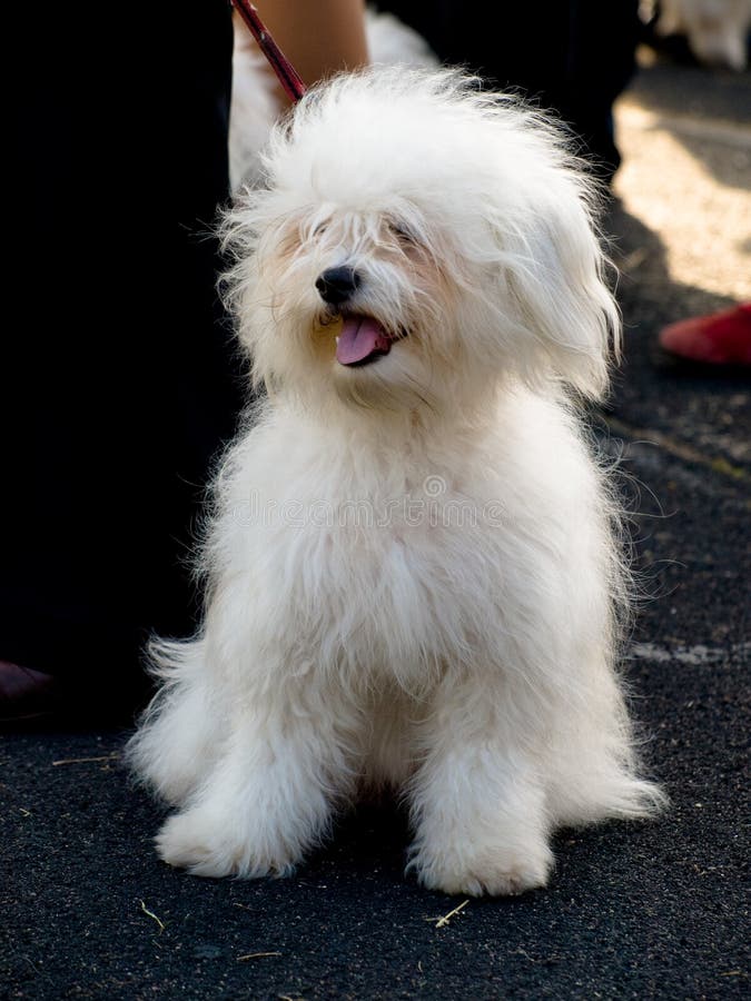 Petit chien blanc, race-ODIS photo stock