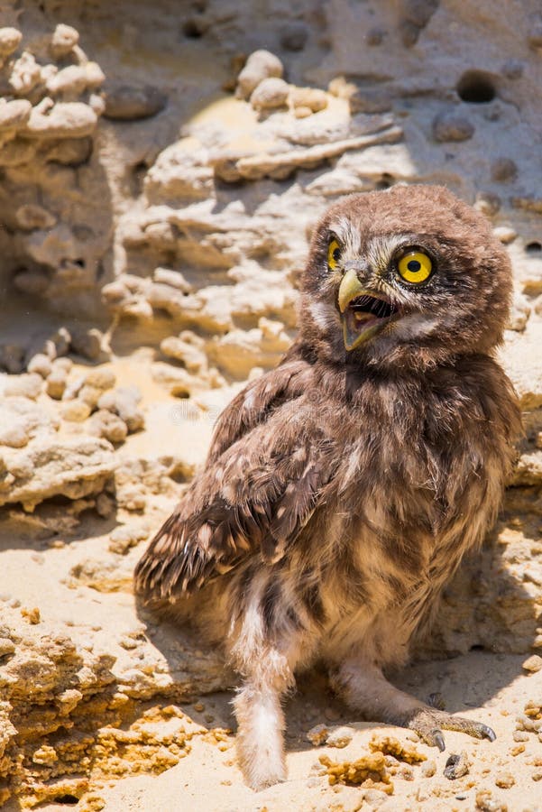 Le petit hibou ou le noctua d'Athene ?tait perch? sur la terre photographie stock Le petit hibou ou le noctua d'Athene ?tait perch? sur la terre photographie stock