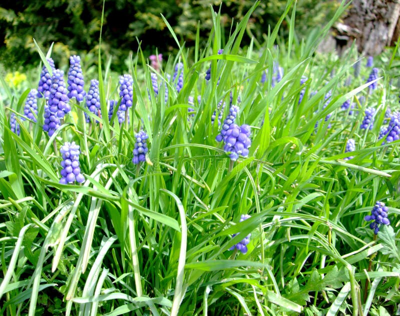 Le Petit Muscari De Fleurs De Violette Se Développent Dans L'herbe Verte  Dans Le Matin Image stock - Image du feuillage, lame: 103620875