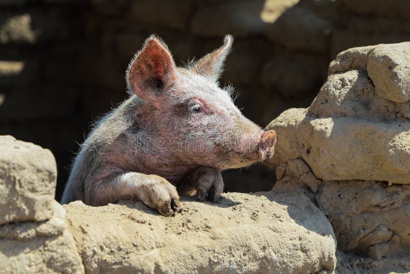 Le petit porc regarde la fenêtre photo stock Le petit porc regarde la fenêtre photo stock
