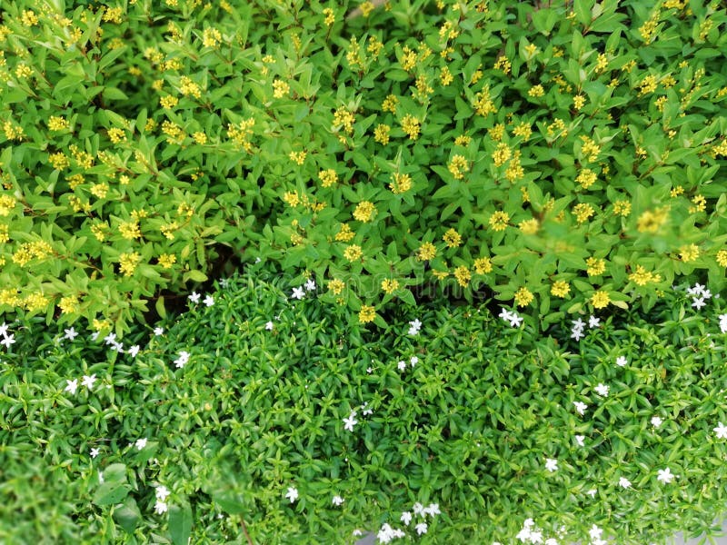 Le petit vert blanc et jaune de fleurs laisse à jardin la vue supérieure image libre de droits
