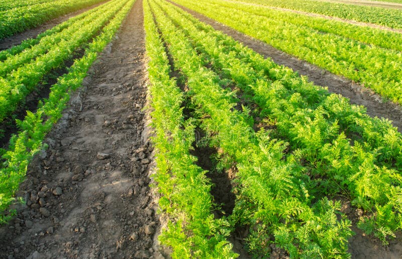 Le piantagioni della carota si sviluppano nel campo file di verdure Verdure crescenti Azienda agricola Paesaggio con terreno agri fotografie stock Le piantagioni della carota si sviluppano nel campo file di verdure Verdure crescenti Azienda agricola Paesaggio con terreno agri fotografie stock