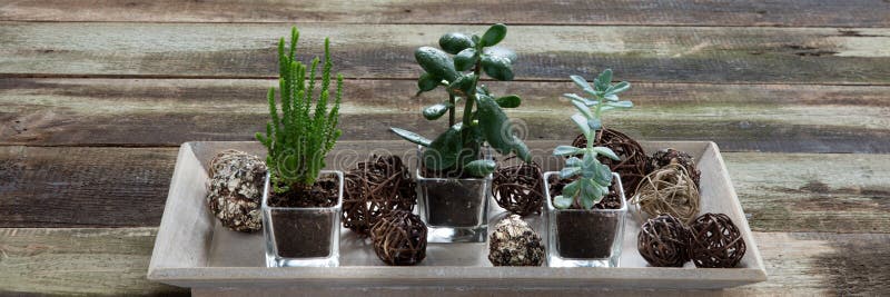 Le piante da appartamento succulenti sulla tavola d'annata per la flora dell'interno fanno il giardinaggio