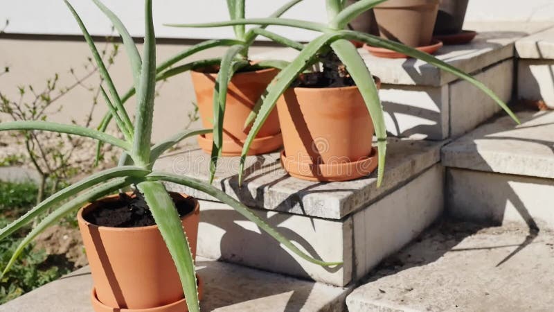 Le piante di aloe vera ammassate in vasi di argilla più grandi