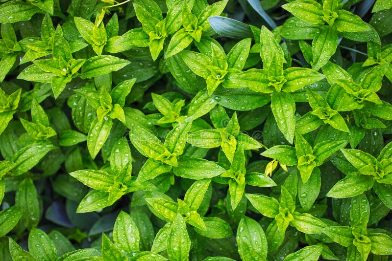 Le piante lascia il fondo della natura, modello naturale organico del petalo, bellezza della natura dopo pioggia, pianta ecologic fotografie stock libere da diritti Le piante lascia il fondo della natura, modello naturale organico del petalo, bellezza della natura dopo pioggia, pianta ecologic fotografie stock libere da diritti