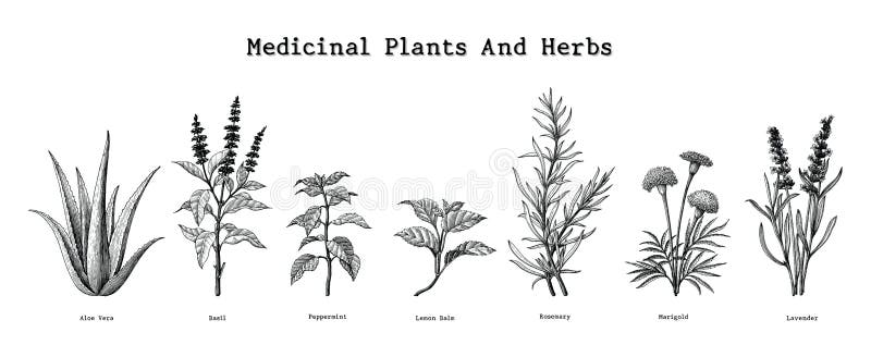 Le piante medicinali e le erbe passano a disegno il illust d'annata dell'incisione