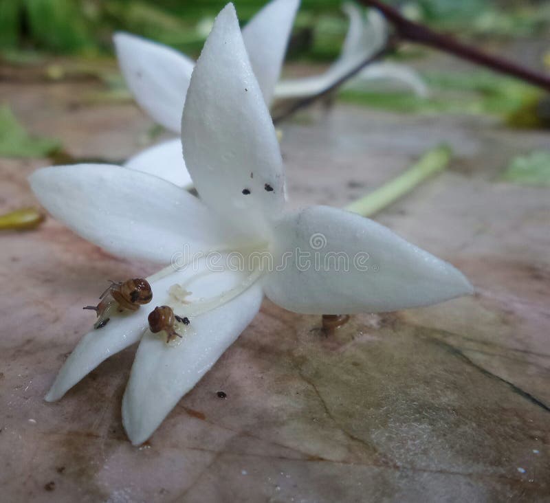 Le piccole lumache godono di di mangiare i pedali del fiore bianco immagine stock Le piccole lumache godono di di mangiare i pedali del fiore bianco immagine stock