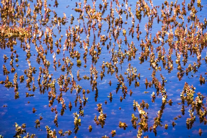 Le piccole piante palustri hanno riflesso nell'acqua blu scuro, il parco regionale delle colline del coyote, San orientale Franci fotografia stock Le piccole piante palustri hanno riflesso nell'acqua blu scuro, il parco regionale delle colline del coyote, San orientale Franci fotografia stock