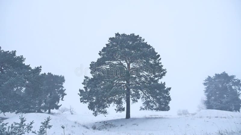 Le pin seul d'arbre de Noël se développent dans le paysage de nature de forêt de tempête de neige d'hiver