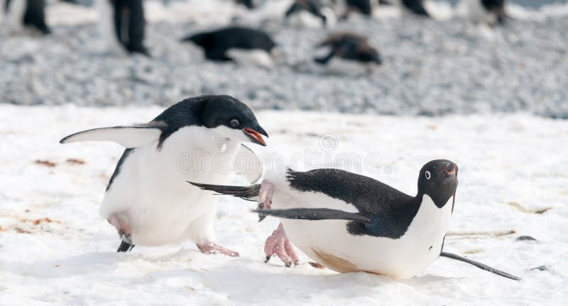 Le pingouin juvénile d'Adelie chasse un adulte pour la nourriture, péninsule antarctique photos stock Le pingouin juvénile d'Adelie chasse un adulte pour la nourriture, péninsule antarctique photos stock