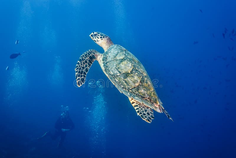 Le plan rapproché comme plongeur autonome observe la natation de tortue de hawksbill dans l'océan bleu photos stock Le plan rapproché comme plongeur autonome observe la natation de tortue de hawksbill dans l'océan bleu photos stock