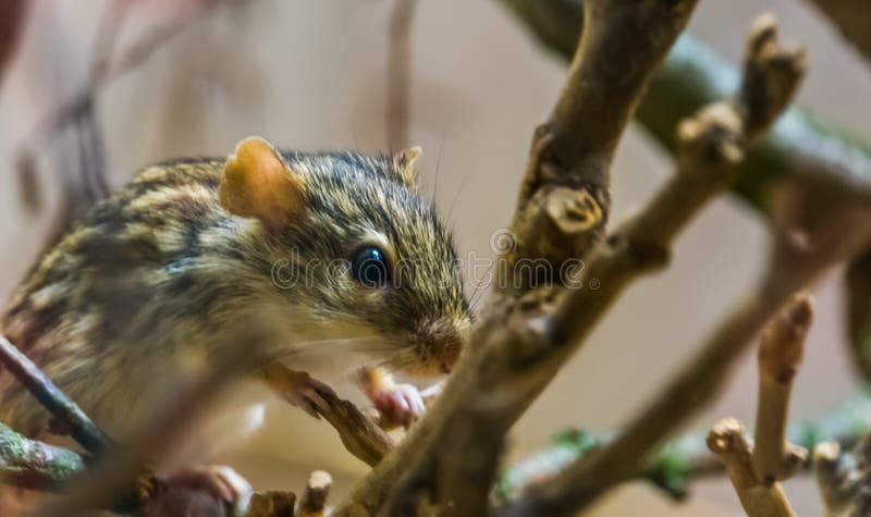 Le plan rapproché d'une Barbarie a barré la souris d'herbe, rongeur tropical d'Afrique, animal familier populaire image stock Le plan rapproché d'une Barbarie a barré la souris d'herbe, rongeur tropical d'Afrique, animal familier populaire image stock