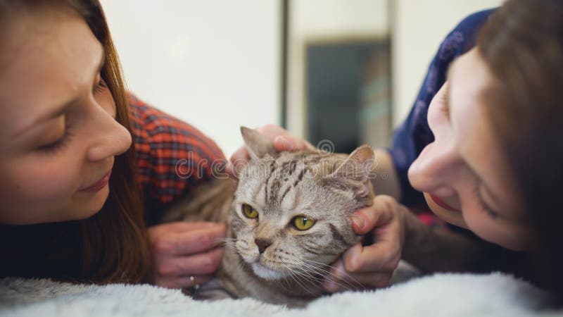 Le plan rapproché de deux amis heureux de femmes se situant chez chat fâché d'étreinte de lit le gros et ont l'amusement sur le l photo stock Le plan rapproché de deux amis heureux de femmes se situant chez chat fâché d'étreinte de lit le gros et ont l'amusement sur le l photo stock