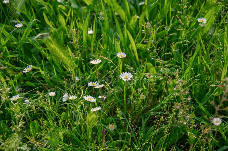 Le plan rapproché de l'oreille et de la marguerite de blé sauvage fleurit au milieu de la pelouse en parc à Bologna photo libre de droits Le plan rapproché de l'oreille et de la marguerite de blé sauvage fleurit au milieu de la pelouse en parc à Bologna photo libre de droits