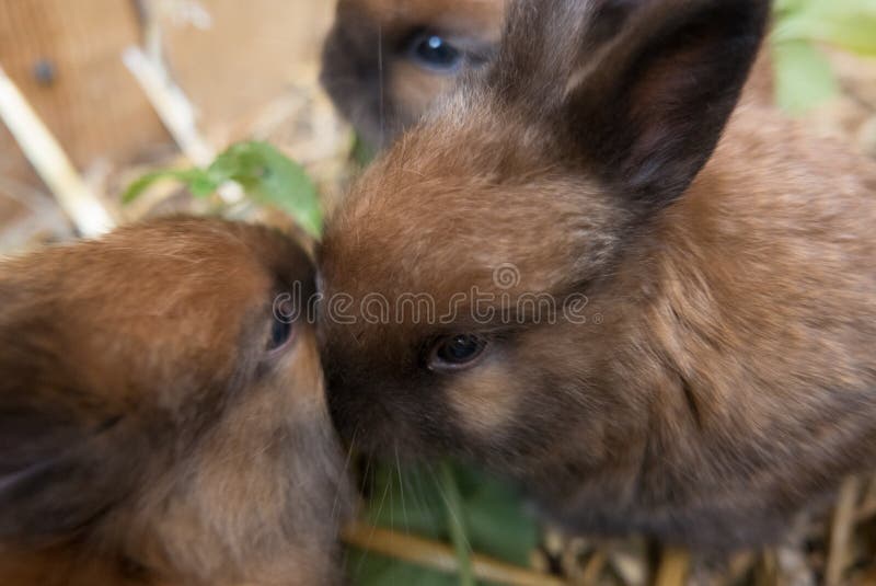 Le plan rapproché de quatre kits angoras de lapin de semaines se dirige image stock Le plan rapproché de quatre kits angoras de lapin de semaines se dirige image stock
