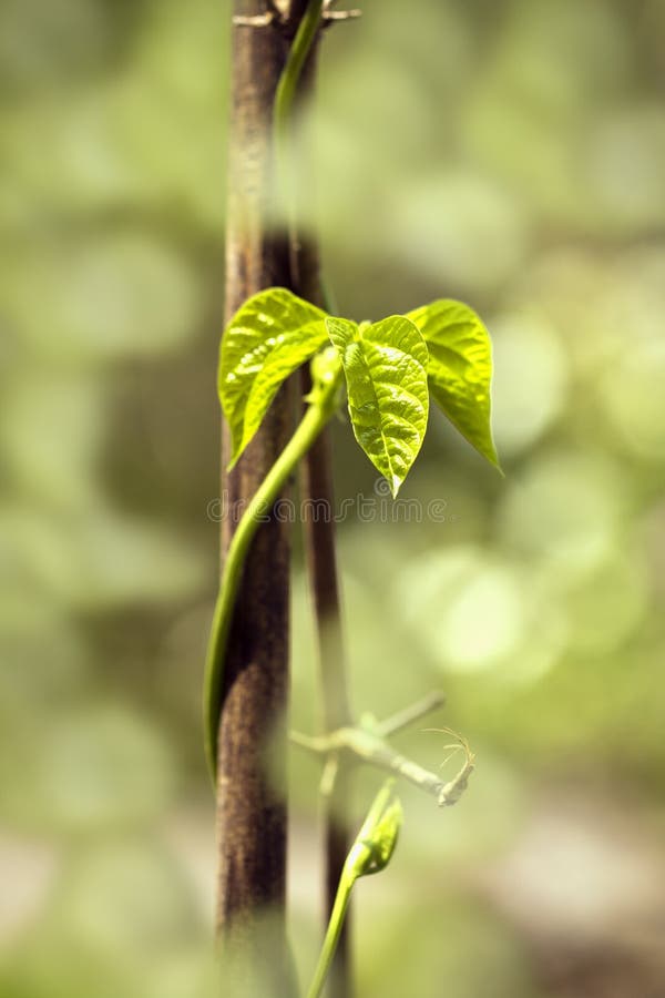 Le plan rapproché des haricots verts part dans un potager photos stock Le plan rapproché des haricots verts part dans un potager photos stock