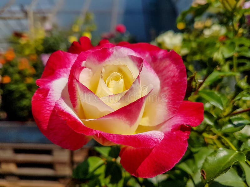 Le plan rapproché simple de fleur de rose rose de jaune, jaillissent usine romantique