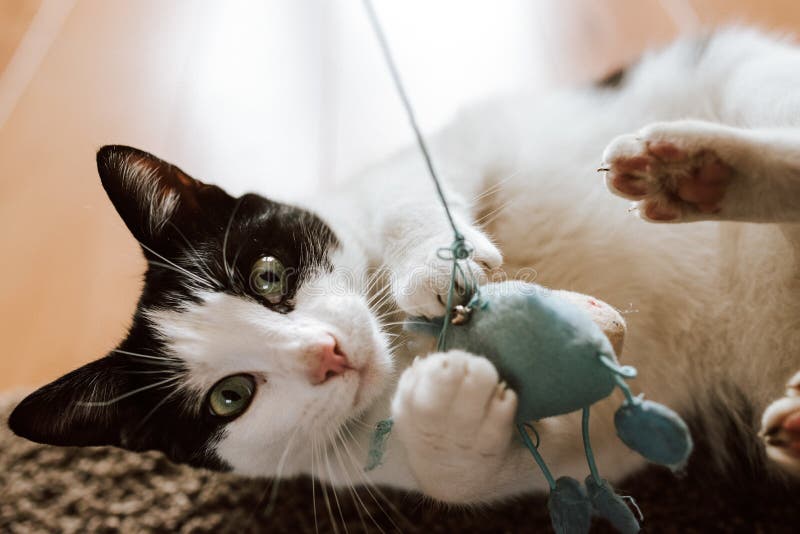 Le plan rapproché a tiré un chat noir et blanc pelucheux jouant avec une souris tricotée bleue images libres de droits Le plan rapproché a tiré un chat noir et blanc pelucheux jouant avec une souris tricotée bleue images libres de droits