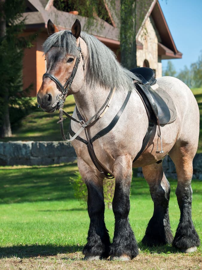 Combien Pese Un Cheval De Trait Le Plein Corps A Tiré D'un Cheval De Trait Belge Photo stock - Image du