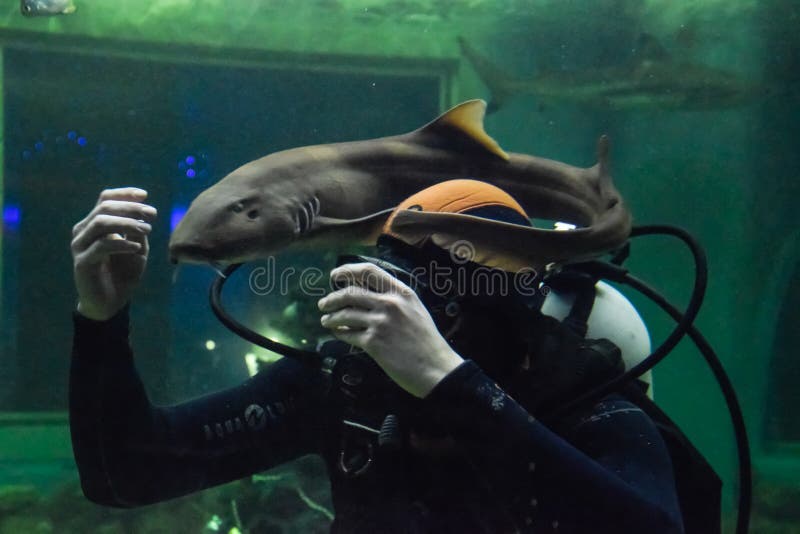 Plongeur Dans La Cage De Requin Image Stock Editorial Image Du Website Plongee Plongeur Dans La Cage De Requin Image Stock Editorial Image Du Website Plongee