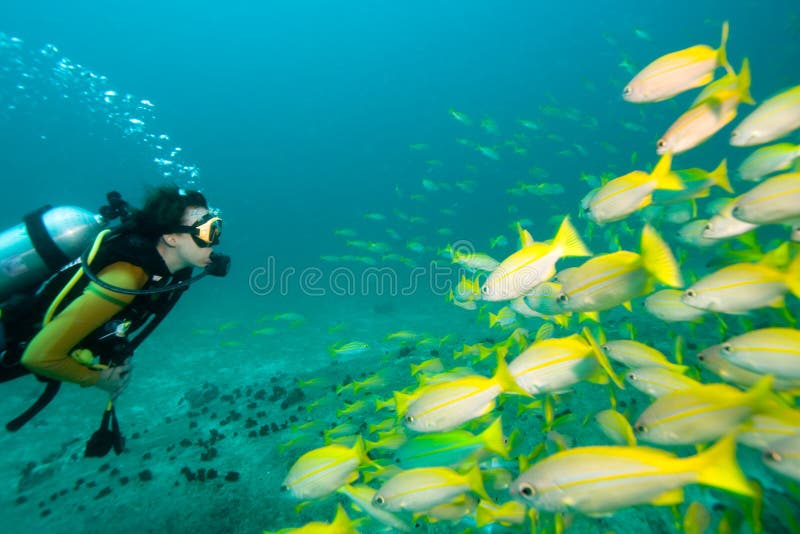 Le plongeur contacte des poissons Le plongeur contacte des poissons