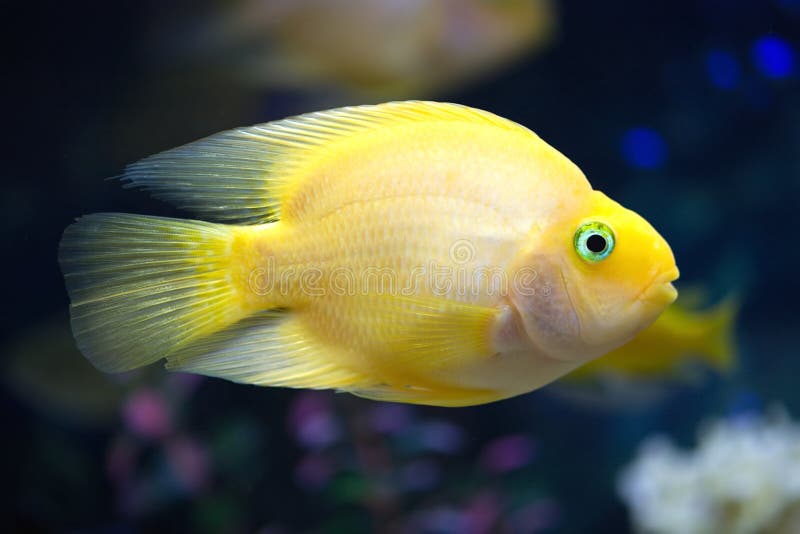 Le Poisson  Exotique Nage Dans L eau Bleue Profonde Image 