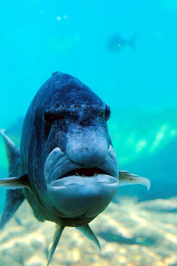 Le poisson ressemble au visage humain images stock Le poisson ressemble au visage humain images stock
