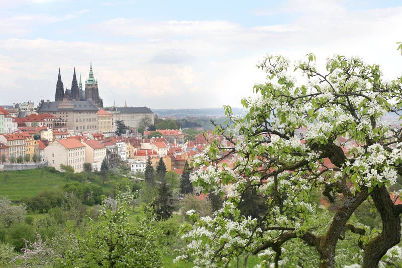 Le pommier de floraison à Prague