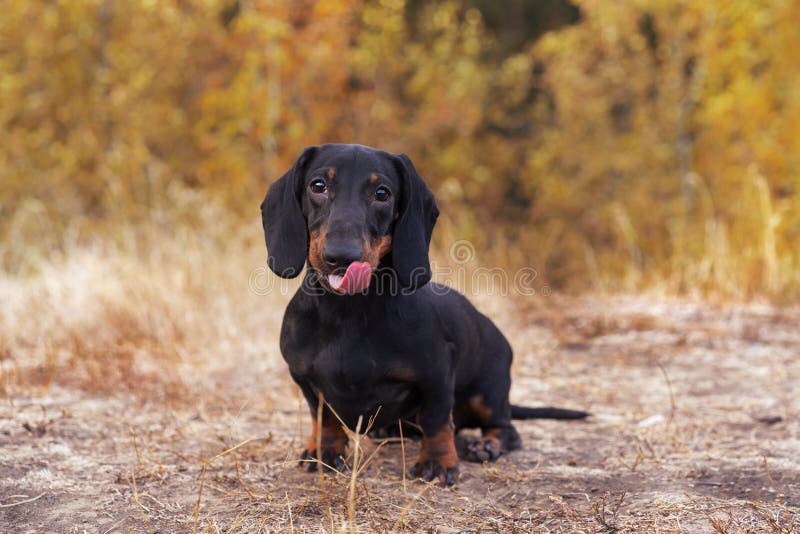 Le portrait beau d'un noir de teckel de race de chiot de chien bronzage, dans la forêt verte en parc d'automne, montre la langue photo libre de droits Le portrait beau d'un noir de teckel de race de chiot de chien bronzage, dans la forêt verte en parc d'automne, montre la langue photo libre de droits
