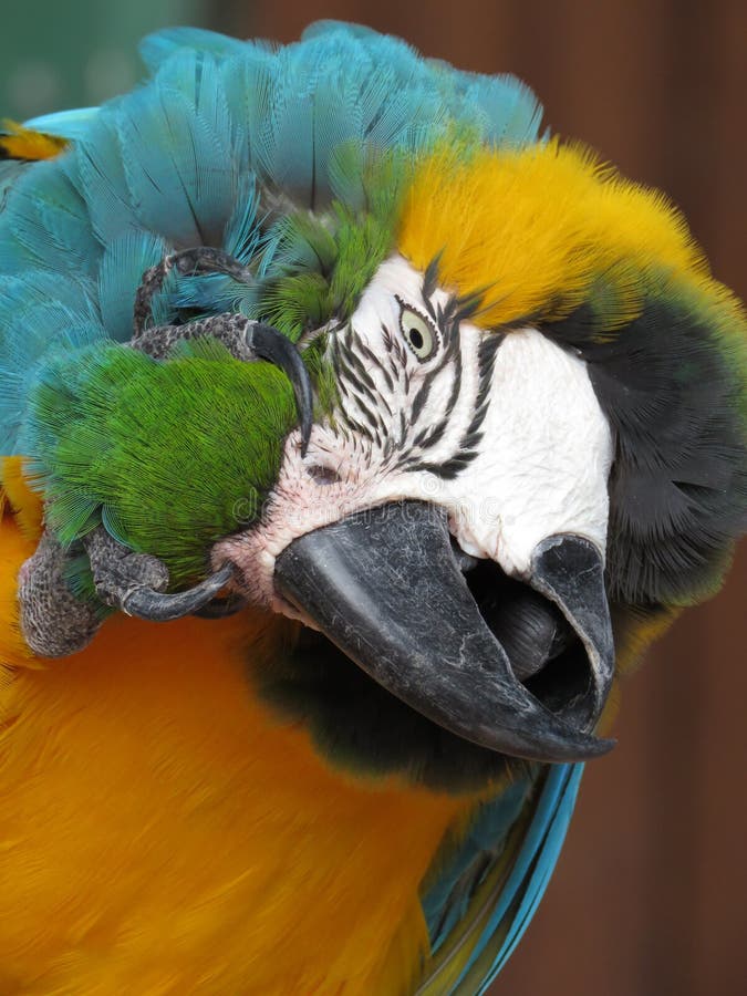 Le portrait bleu et jaune d'ara photos libres de droits Le portrait bleu et jaune d'ara photos libres de droits