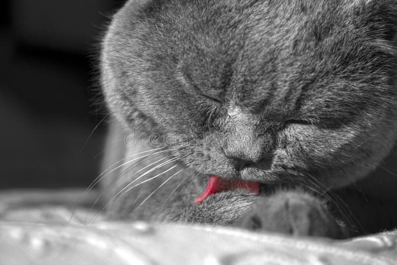 Le Portrait D Un Chat Gris Se Trouve Et Lave Le Chat Des Anglais Shorthair Leche La Langue Un Forepaw Et Des Pattes Il Est Sur Un Photo Stock Image Du Domestique Le Portrait D Un Chat Gris Se Trouve Et Lave Le Chat Des Anglais Shorthair Leche La Langue Un Forepaw Et Des Pattes Il Est Sur Un Photo Stock Image Du Domestique